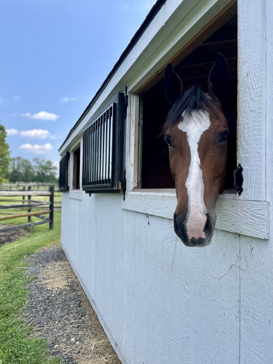 Horse looking through stall window